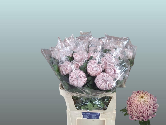 <h4>CHR G VIENNA PINK</h4>