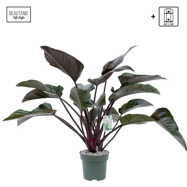 <h4>Philodendron Red Beauty</h4>