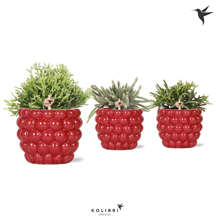 <h4>Rhipsalis Gemengd Keramiek Berry</h4>