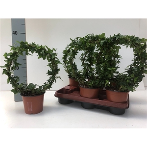 Hedera Shamrock Boog 35cm