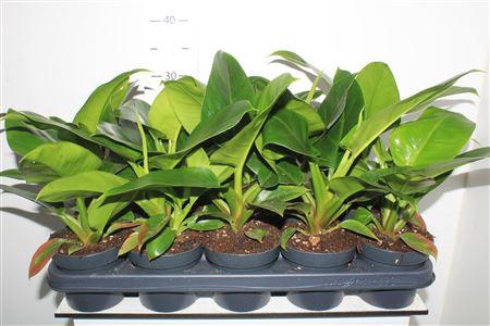 <h4>Phil Imperial Green</h4>