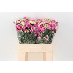 Eus G Rosi Rose Pink