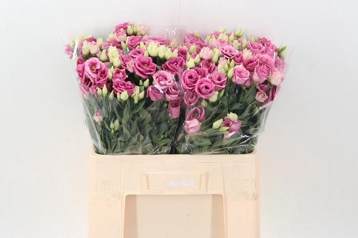 <h4>Eus G Rosi Rose Pink</h4>