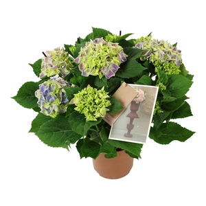Hydrangea bicolor blue 7/8 flowers