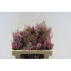 Kaaps Erica Milanthera