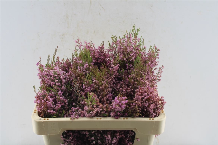 <h4>Kaaps Erica Milanthera</h4>