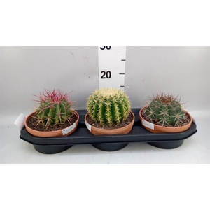 Cactus   ...