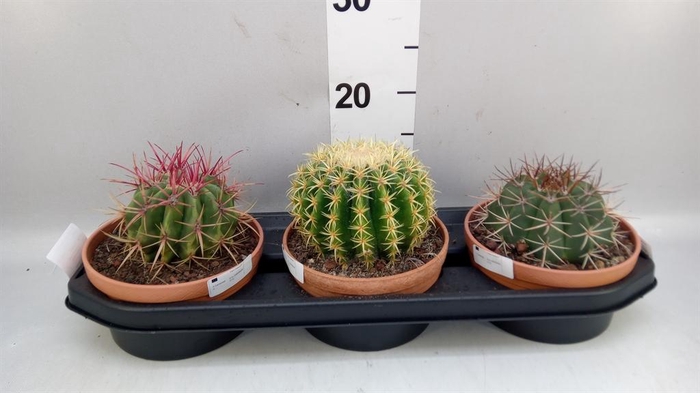 <h4>Cactus   ...</h4>
