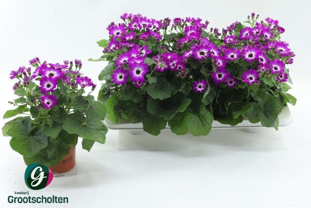 <h4>PERI C MAN P ROSE CH</h4>