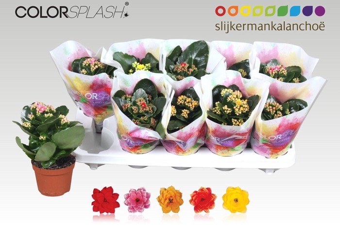 <h4>KAL GE GEM 5 KL</h4>