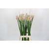 Nerine Berenice