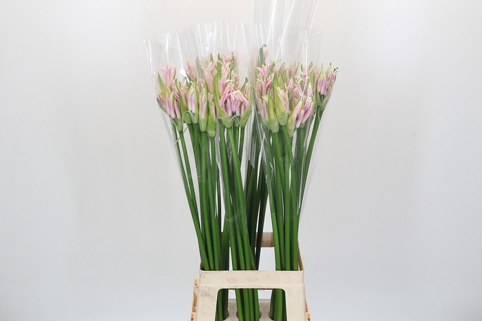 Nerine Berenice