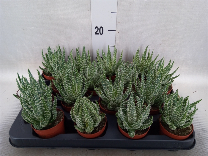 Aloe humilis