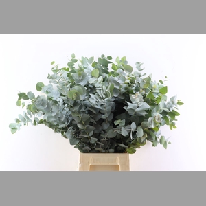 Euca Cinerea 60 Cm P Stem S A