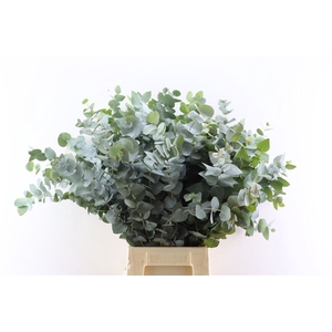 Euca Cinerea 65 Cm P Stem S A