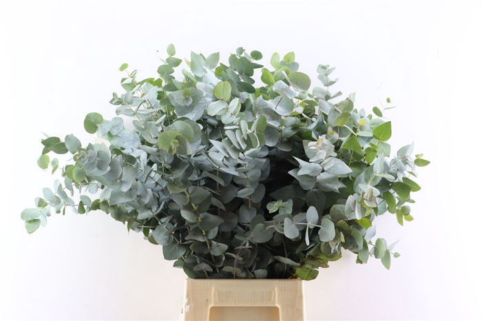 <h4>Euca Cinerea 65 Cm P Stem S A</h4>