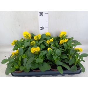 Viola wr. 'Colossus Yellow Blotch'