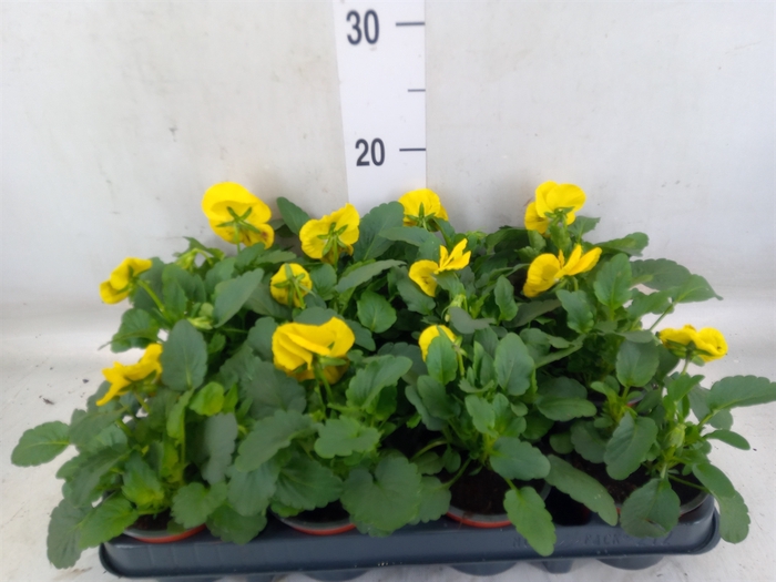 <h4>Viola wr. 'Colossus Yellow Blotch'</h4>