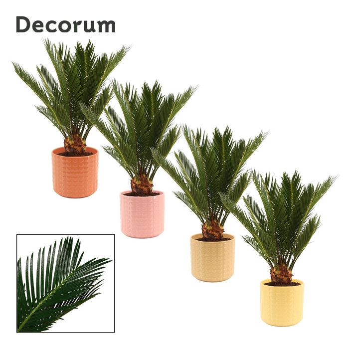 <h4>Cycas Revoluta 12 cm Decorum, 6+ veren in Kaya (Sympathetic mood</h4>