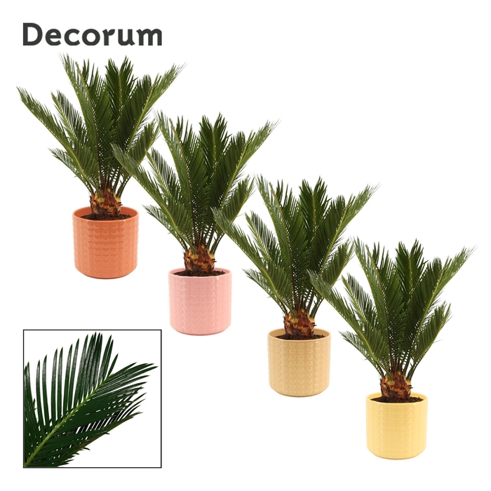 <h4>Cycas Revoluta 12 cm Decorum, 6+ veren in Kaya (Sympathetic mood</h4>
