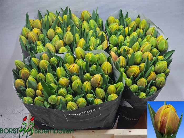 <h4>Tu Du Vuelta</h4>