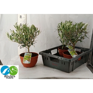 OLEA EUROPAEA