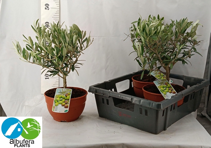 <h4>OLEA EUROPAEA</h4>