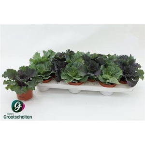 Brassica (sierkool)