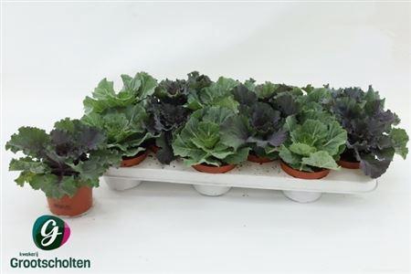 <h4>Brassica (sierkool)</h4>
