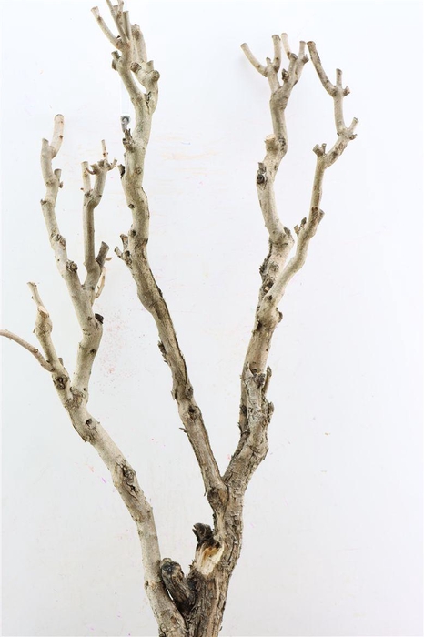 <h4>Seringenhout 90cm P/tk</h4>