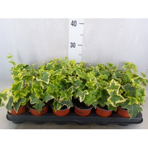 Hedera helix 'Goldchild'