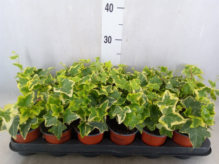 <h4>Hedera helix 'Goldchild'</h4>