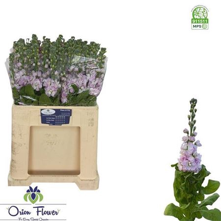 <h4>MATTH FIGARO L ROSE</h4>
