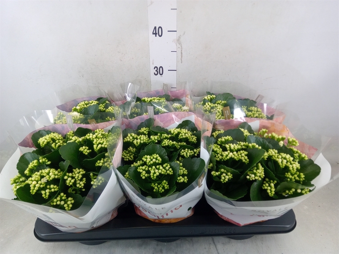 <h4>Kalanchoe blos. 'RosDon Dione'</h4>