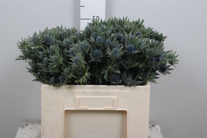 <h4>Eryn Aquarius Qstar</h4>