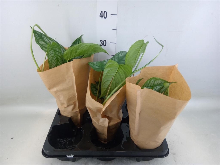 <h4>Monstera   ...</h4>