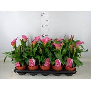 Zantedeschia  'Zazu'