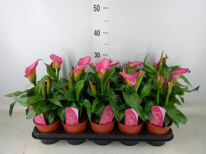 <h4>Zantedeschia  'Zazu'</h4>