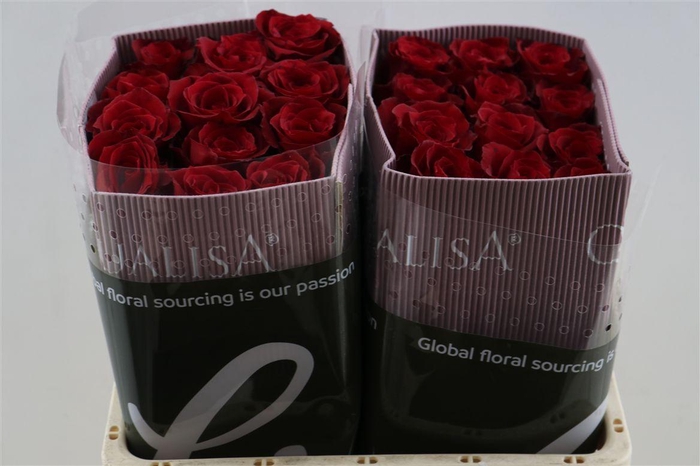 <h4>R Gr Dallas</h4>