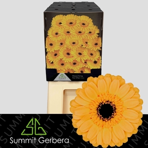 Germini Tweety Diamond