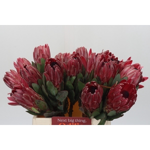 Protea Sharon
