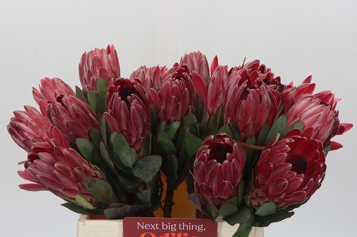 Protea Sharon