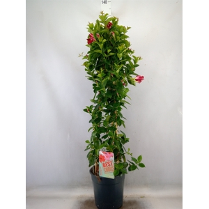 Mandevilla  'Sundavil Red'