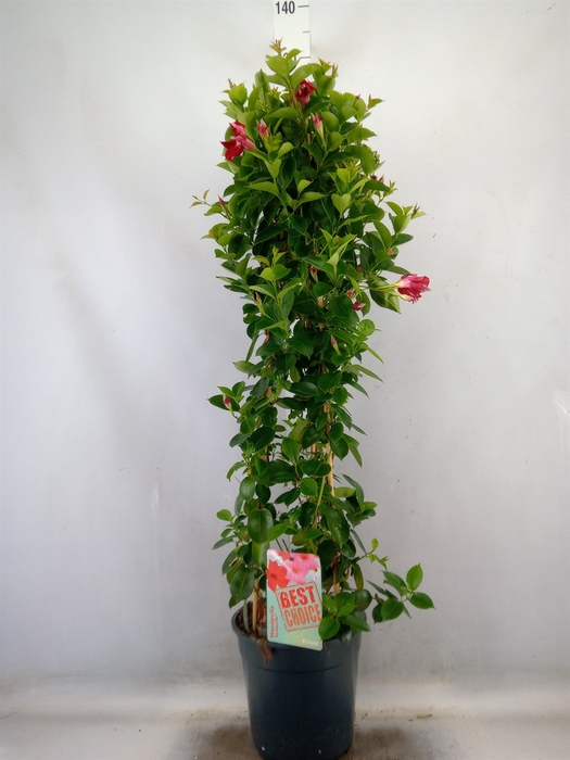 <h4>Mandevilla  'Sundavil Red'</h4>