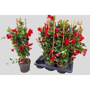 MANDE SUN RED