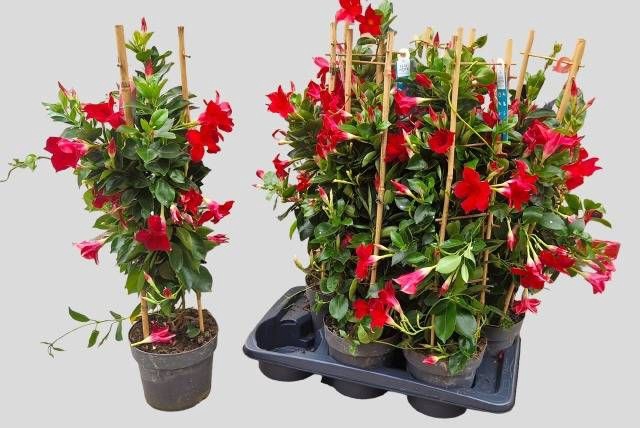 <h4>MANDE SUN RED</h4>