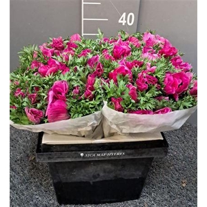 Anem Scirocco Lilla Lilla