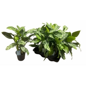 Aglao Paint Princess