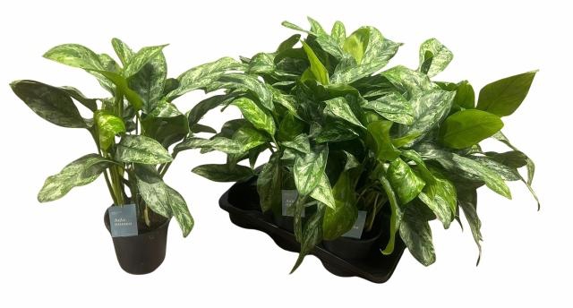 <h4>Aglao Paint Princess</h4>