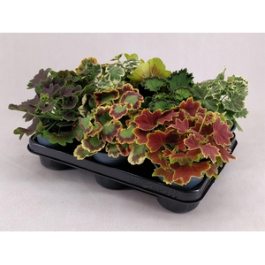 Pelargonium zona.   ...